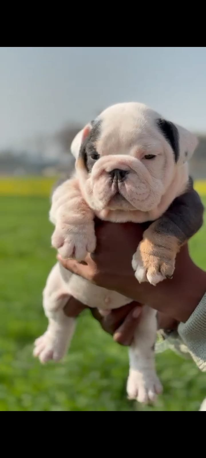 Buy Male English Bulldog Puppy from Kolkata